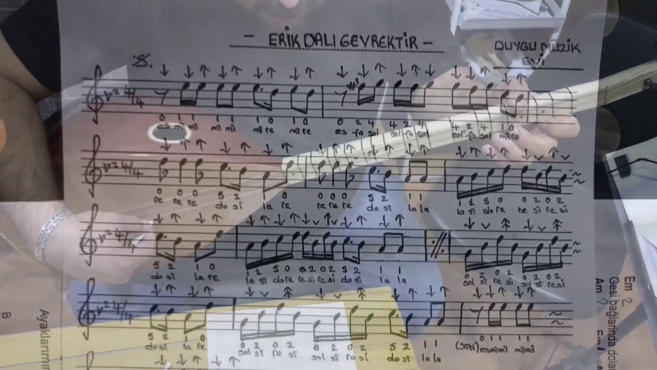 Erik dalı gevrektir kısa sap solfej