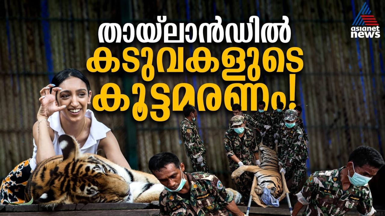 'ഫോട്ടോഷൂട്ട് കടുവ'കള്‍ക്ക് അപൂര്‍വ്വരോഗം; തായ്‌ലന്‍ഡില്‍ കൂട്ടത്തോടെ ചത്തത് 72 കടുവകള്‍!
