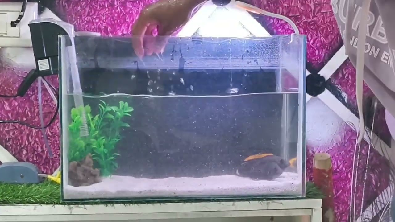 How to clean 10% water of fish tank 