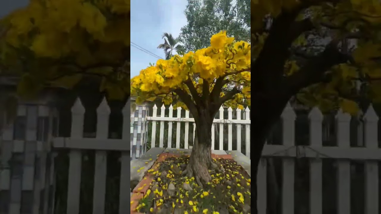 Mai vàng #hoa #bonsaitree #flowers #xuan #short #shortvideo #shortsfeed #shortsvideo #shortsviral