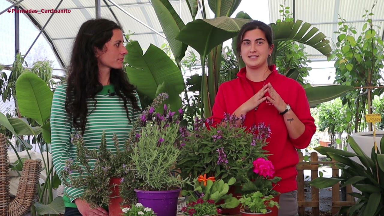 Plantadas meliferas y abejas