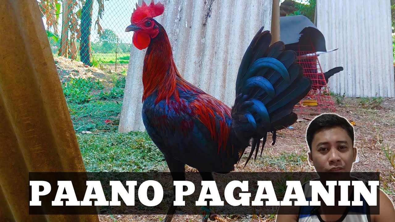 Paano Pagaanin ang Manok | Paano Pagaanin ang timbang ng Manok | Linyada ng Mamay 