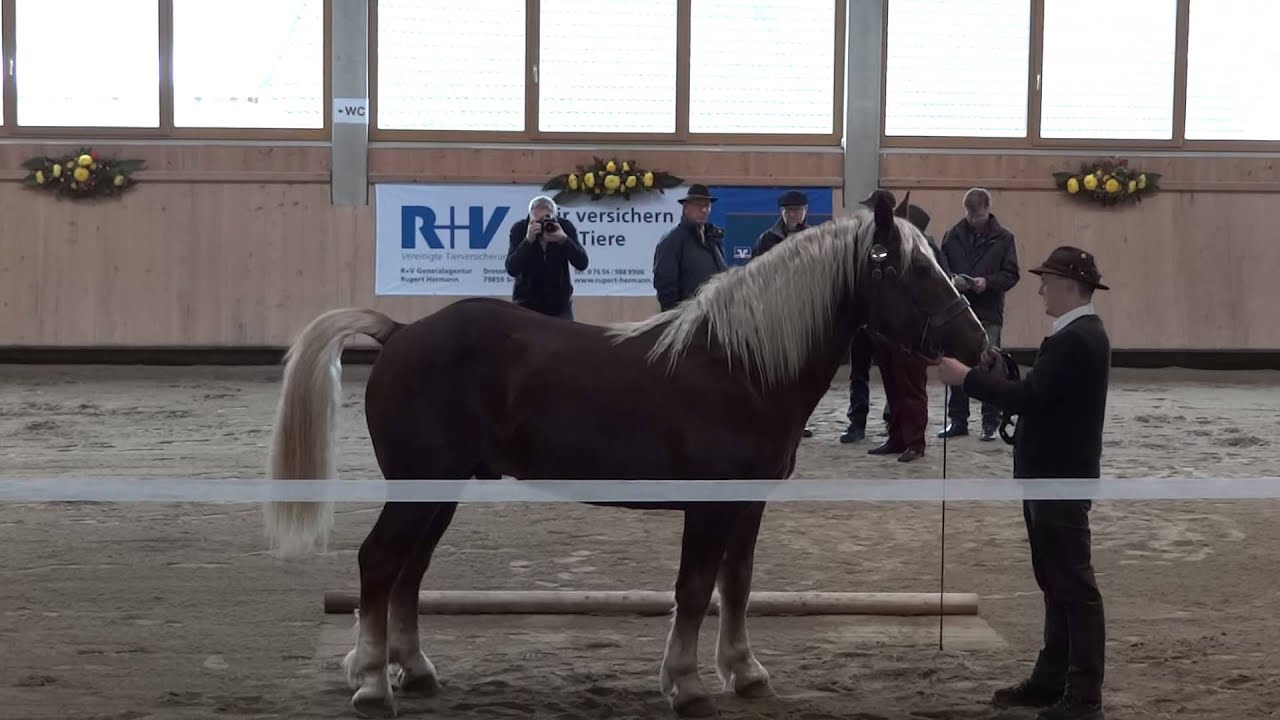 Hengstk&ouml;rung 2014 - Schwarzw&auml;lder Kaltblut - An der Hand und Freilaufen Teil 1
