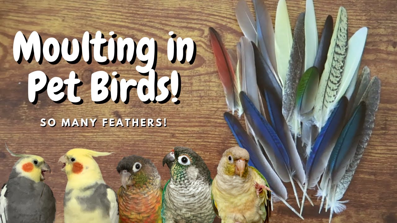 Moulting in Pet Birds! | BirdNerdSophie