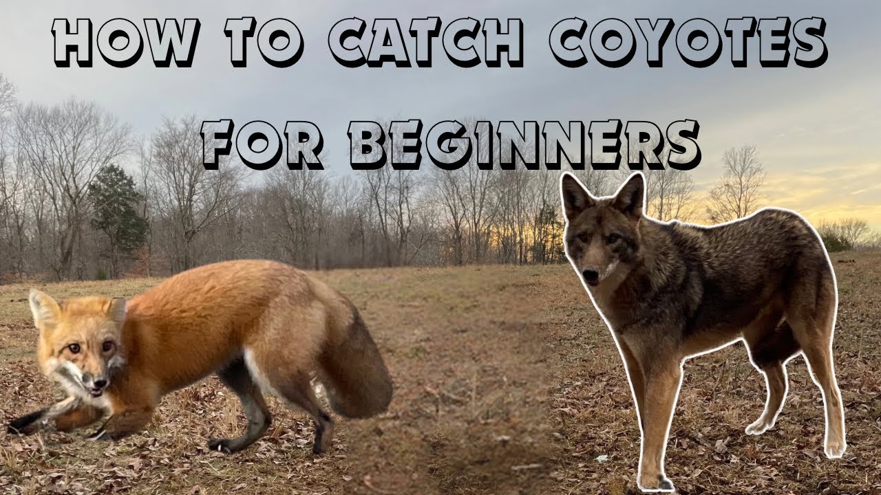 The Secret to Catching Coyotes (For Beginners) Showing Catches, Sets, and Locations. #coyotes