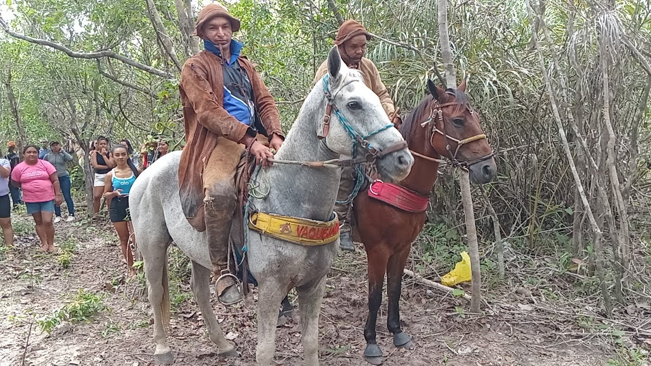 Três carreira hoje BOI bodó,boi sarapo e novilha balinha fazenda redenção JF PI 