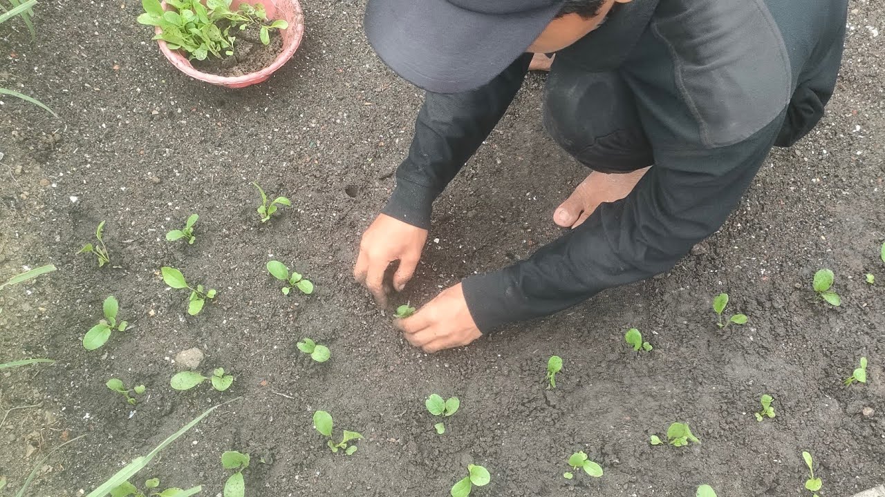 SORE2 ENAKNYA TANAM SAWI AJA