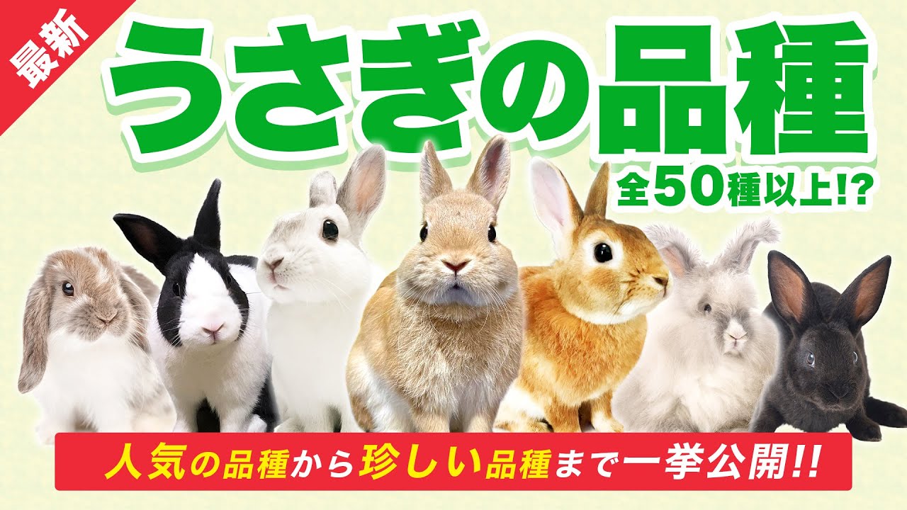 【最新 うさぎの品種】 人気の品種から珍しい品種まで！カラー別に紹介！
