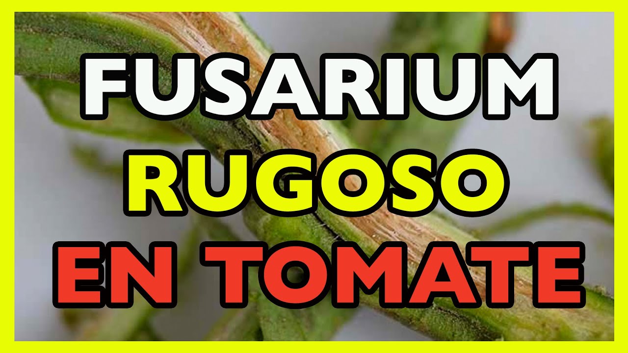 Cómo combatir el Fusarium y el rugoso en tomate.