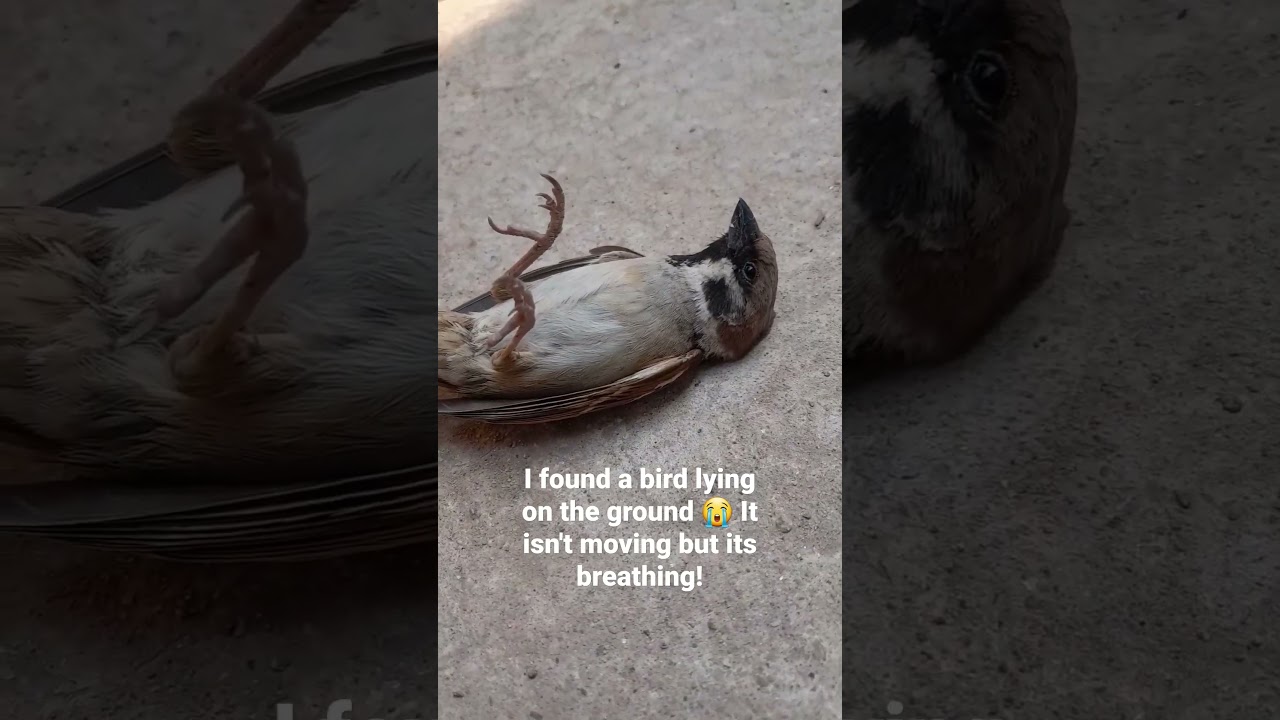 Help me how to revive this bird!