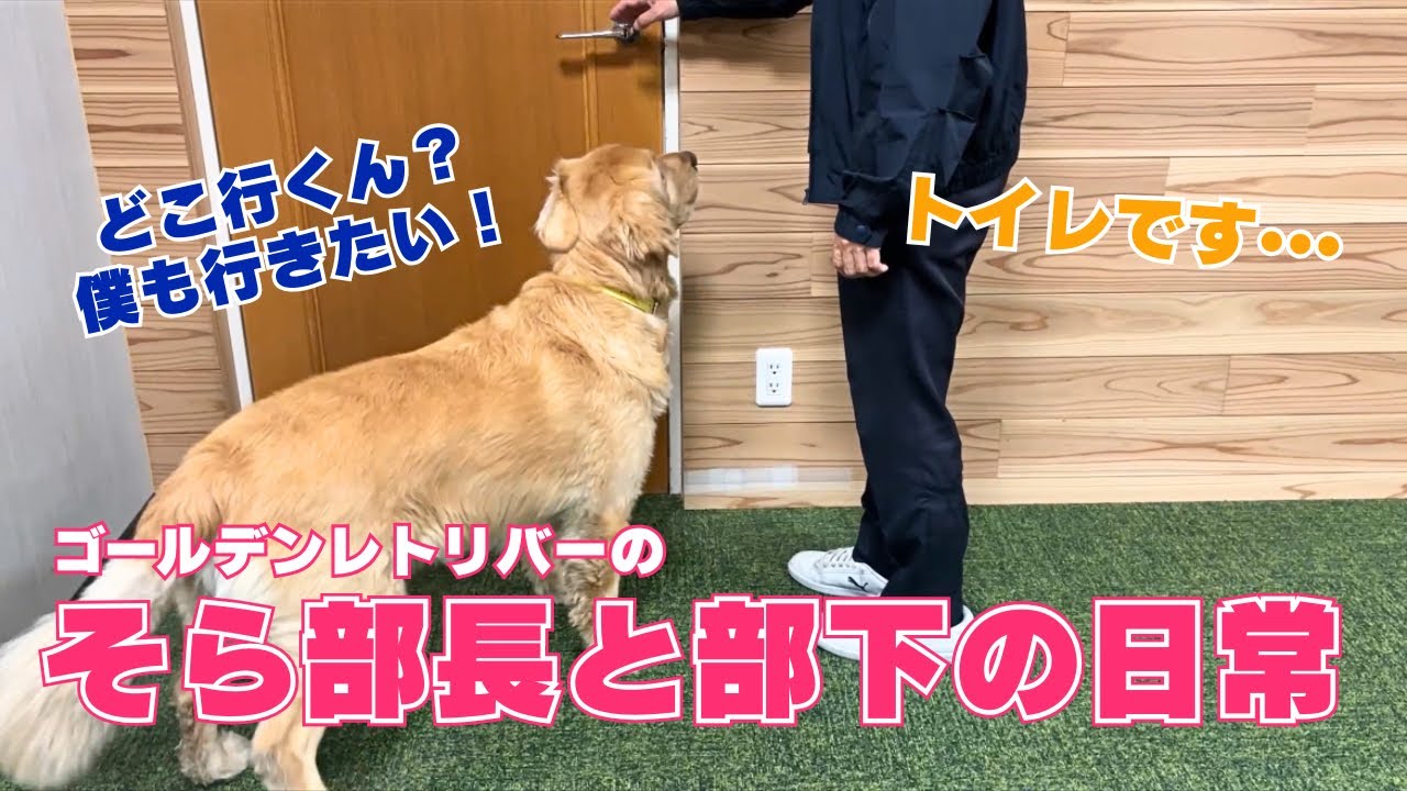 ゴールデンレトリバーがいる職場の日常