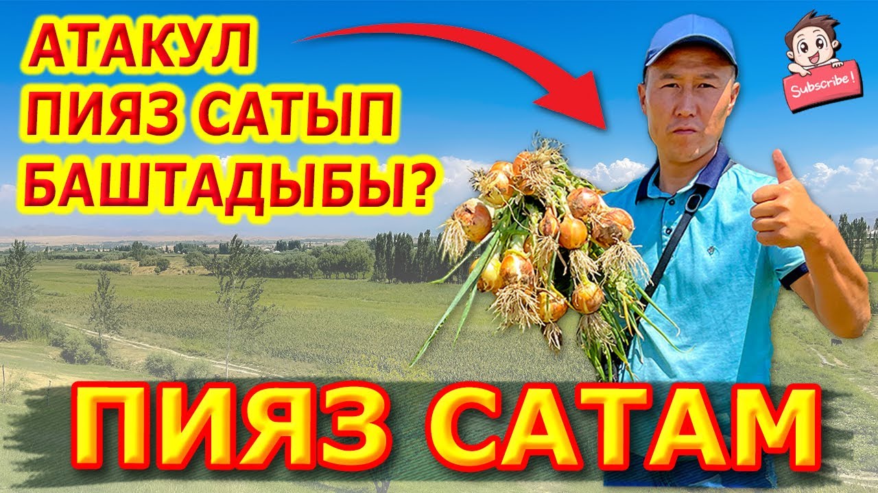 Көздөн ЖАШ чыгарбаган таза ПИЯЗ сатылат