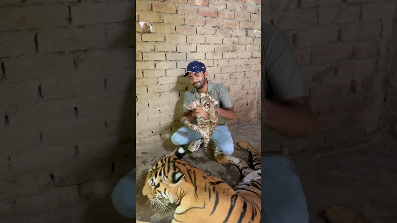 Episode 868: Aggressive tiger cub with mom 🐯😩