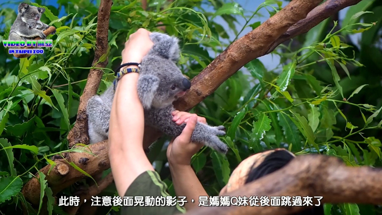 20170603 保育員抱無尾熊寶寶上課囉!  The Koala - Q妹 奇奇