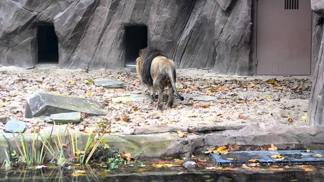 First meeting of lion cub Nestor with his father Victor @ Zoo Antwerpen