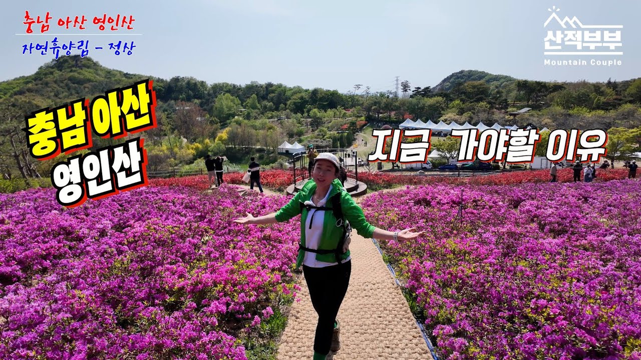 충남 아산 영인산/날이 너무 좋아서...안갈수가 없었다. /지금 당장 철쭉보러 가세요