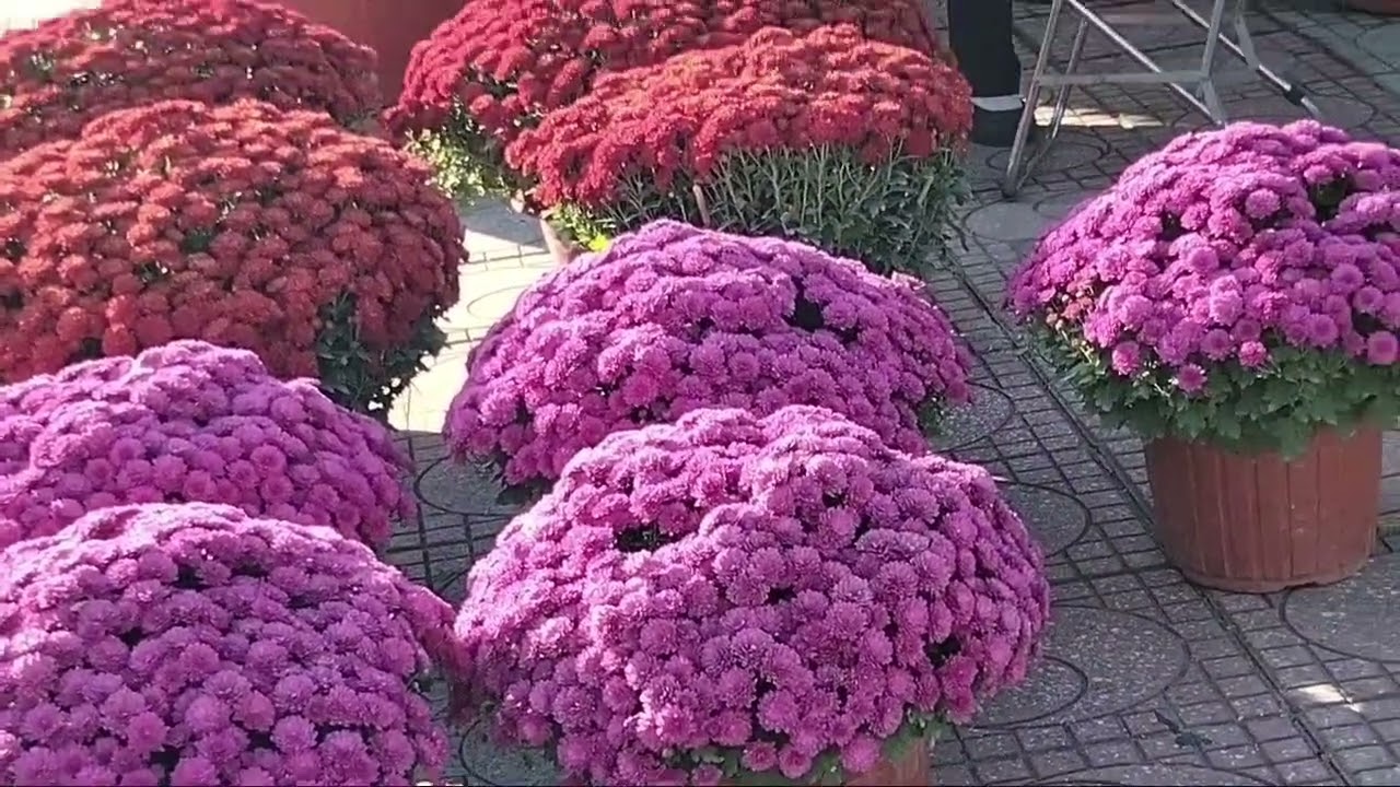 Đường Trần Phú ngày gần tết 
