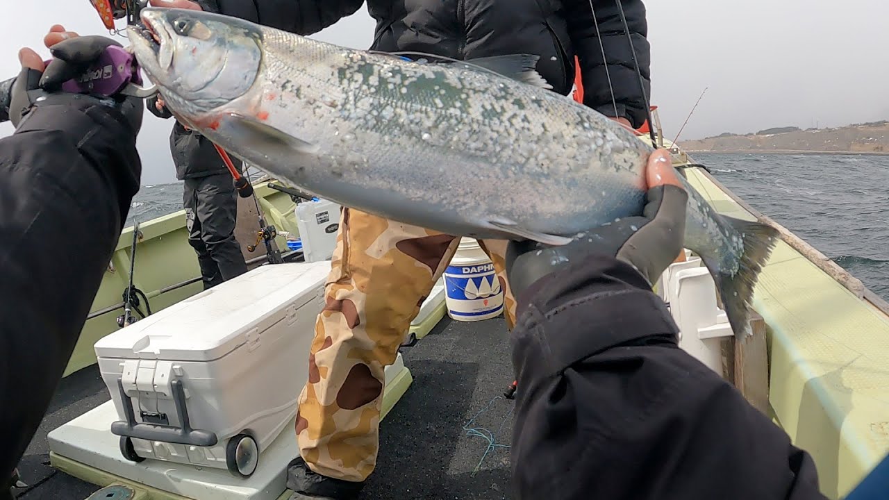 北海道！恵山沖のサクラマスジギング