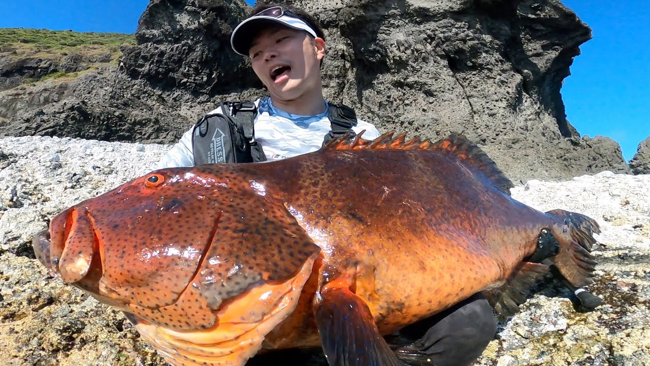 A Huge Blacksaddled coral grouper landed 【コクハンアラ】釣ったんじゃない！獲ったんだ！