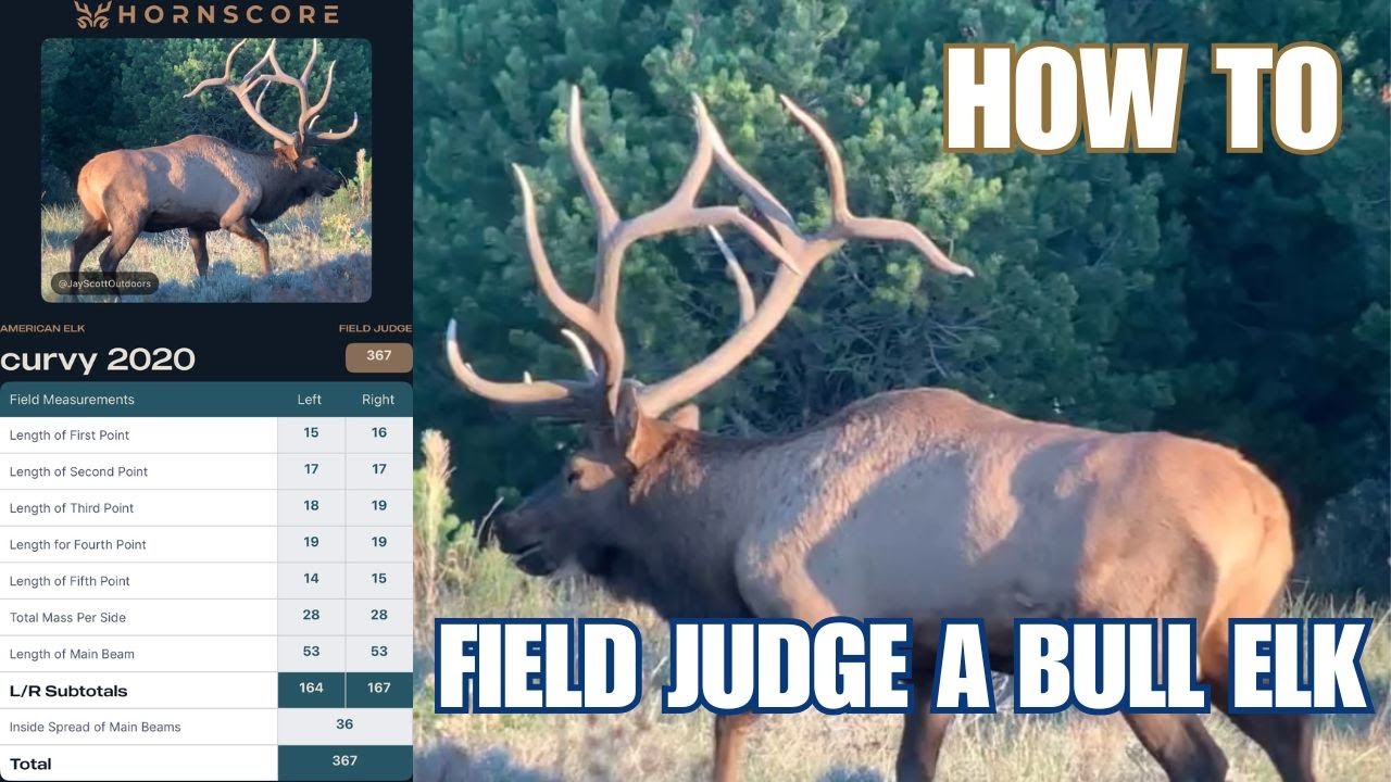 Field Judging a Bull Elk | HornScore App Demo + Field Judging Tips