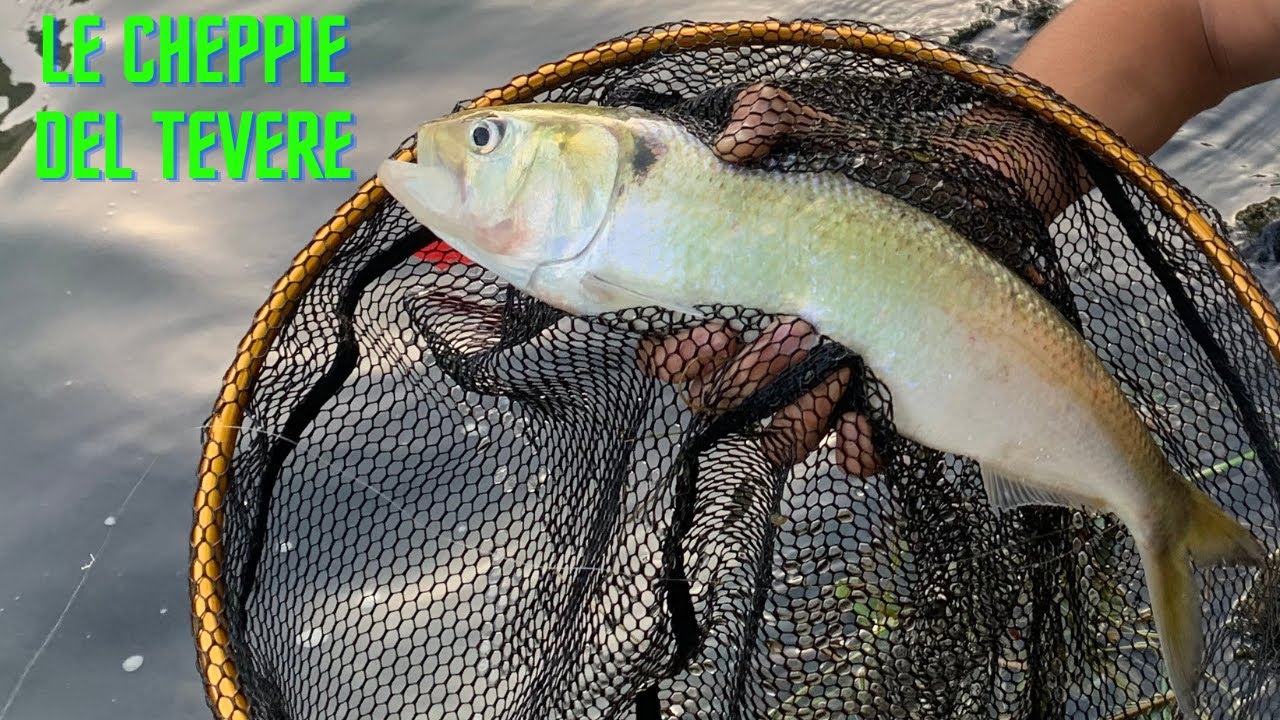 STREET FISHING NEL CENTRO DI ROMA | CHEPPIE E CAVEDANI A SPINNING