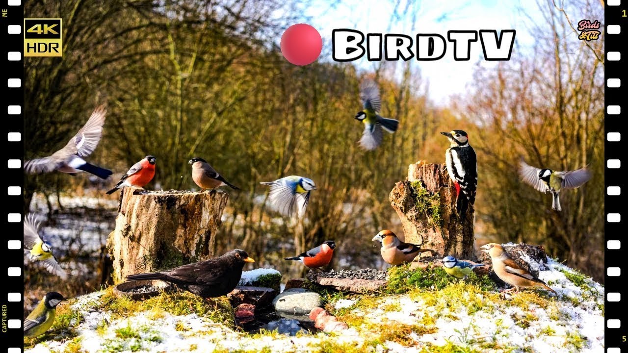 🔴 24/7 LIVE:  Birds for Cats to watch: Windows to Nature in 4K HDR #cattv #birdtv