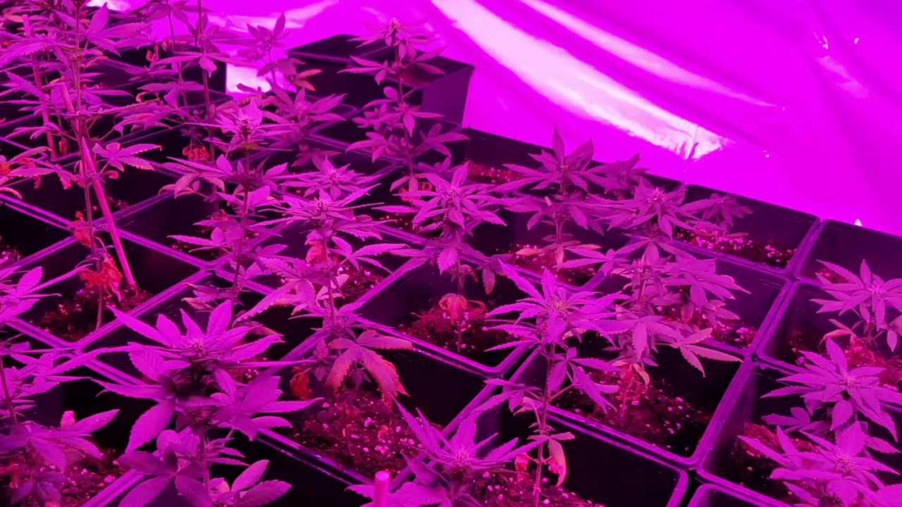 Mars hydro 400wattx10 // strain ak47 auto from linda-seeds.com   update on end of week5