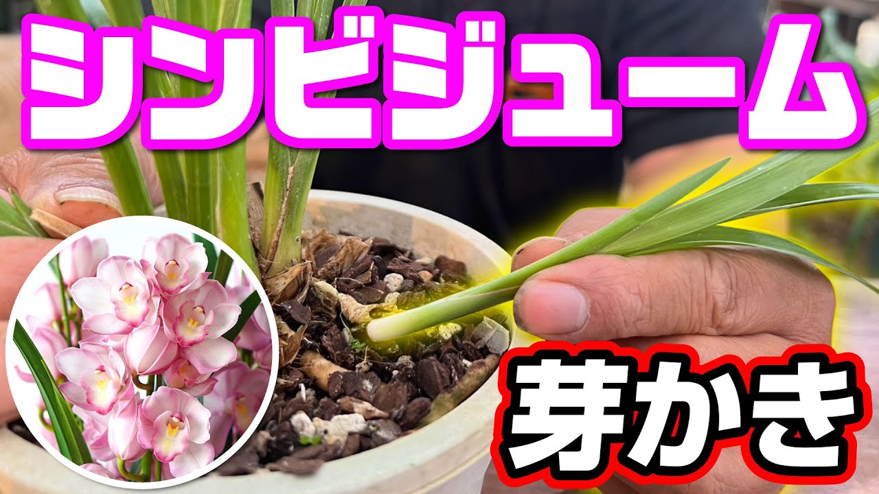 【シンビジューム】一つのバルブから2本出る新芽　一本に〇〇させるのがポイント！！！一年間の基本管理も解説＠seedpot
