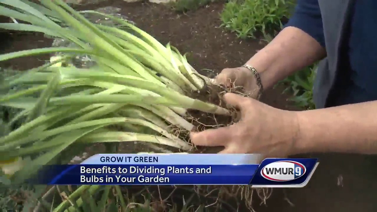 Grow it Green: Dividing bulbs
