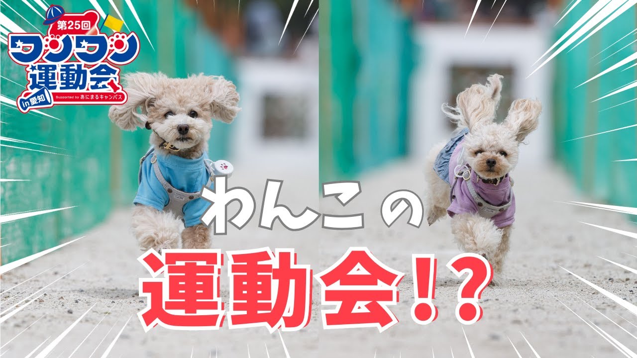 景品がすごい！ワンワン運動会、全力で楽しんできた！【トイプードル】