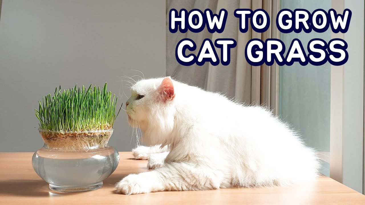 How to Grow Cat Grass at Home by Soil Less Easy Method