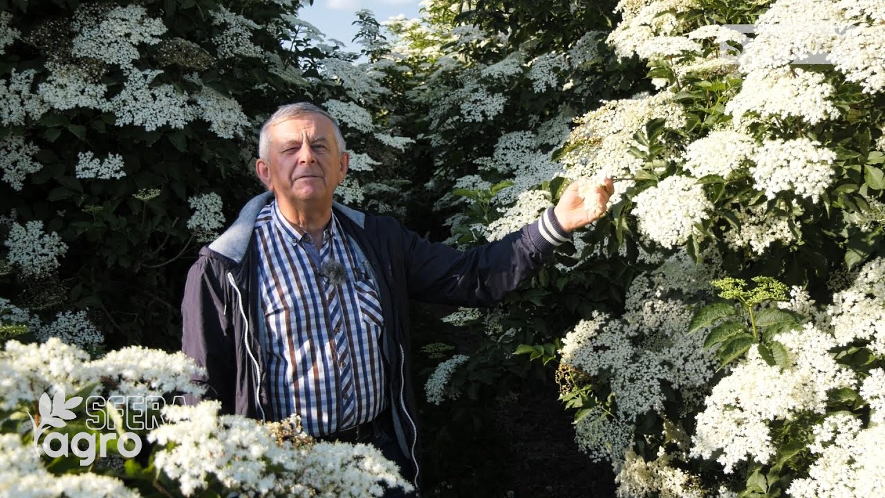 #agroSFERA: Kwitnienie bzu czarnego. Syrop i nalewka z czarnego bzu