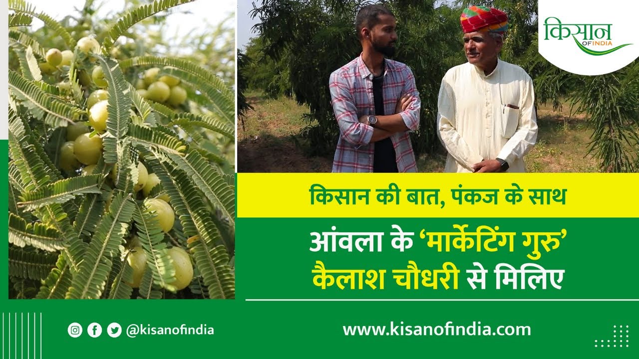 कैलाश चौधरी क्यों कहलाते हैं आंवला की खेती के 'मार्केटिंग गुरु' ? Kailash Chaudhary Marketing Guru