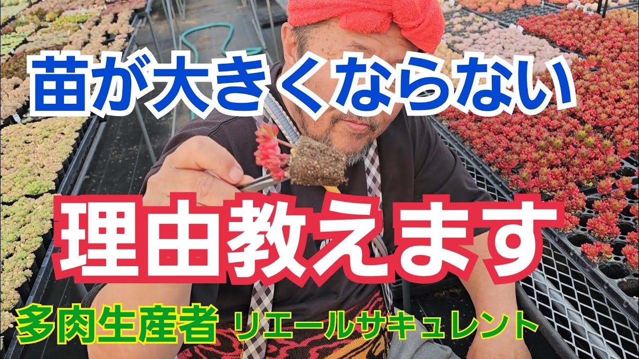 【多肉植物】【苗が大きくならない理由】苗が大きくならない理由教えます‼️2025年4月8日