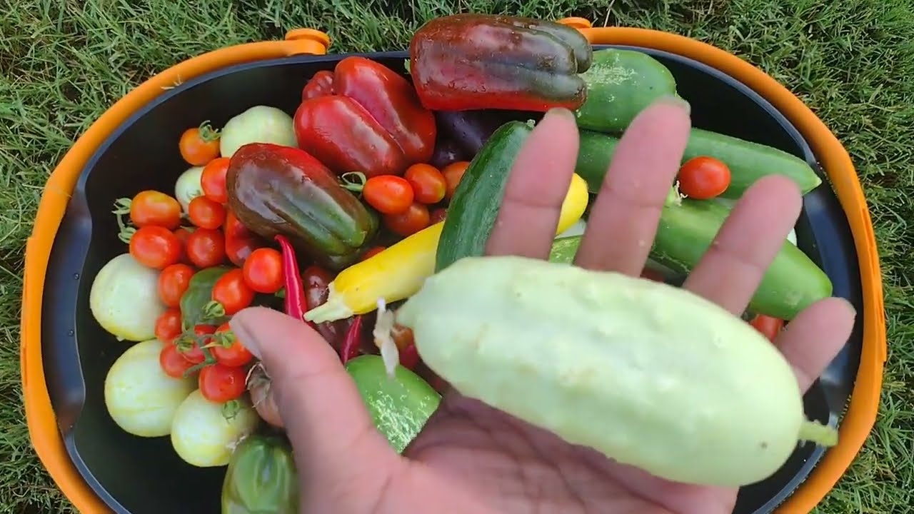 Harvesting After the Rain