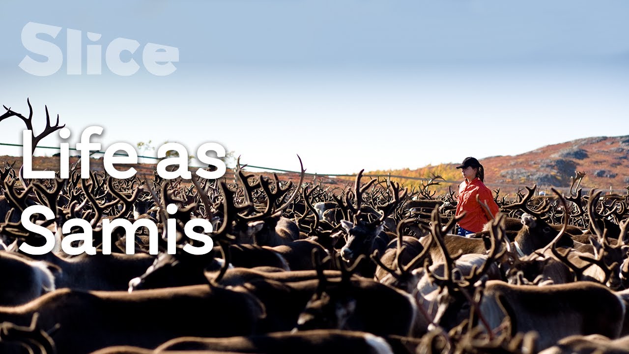 A semi-nomadic people breeds reindeer in Northern Scandinavia l SLICE
