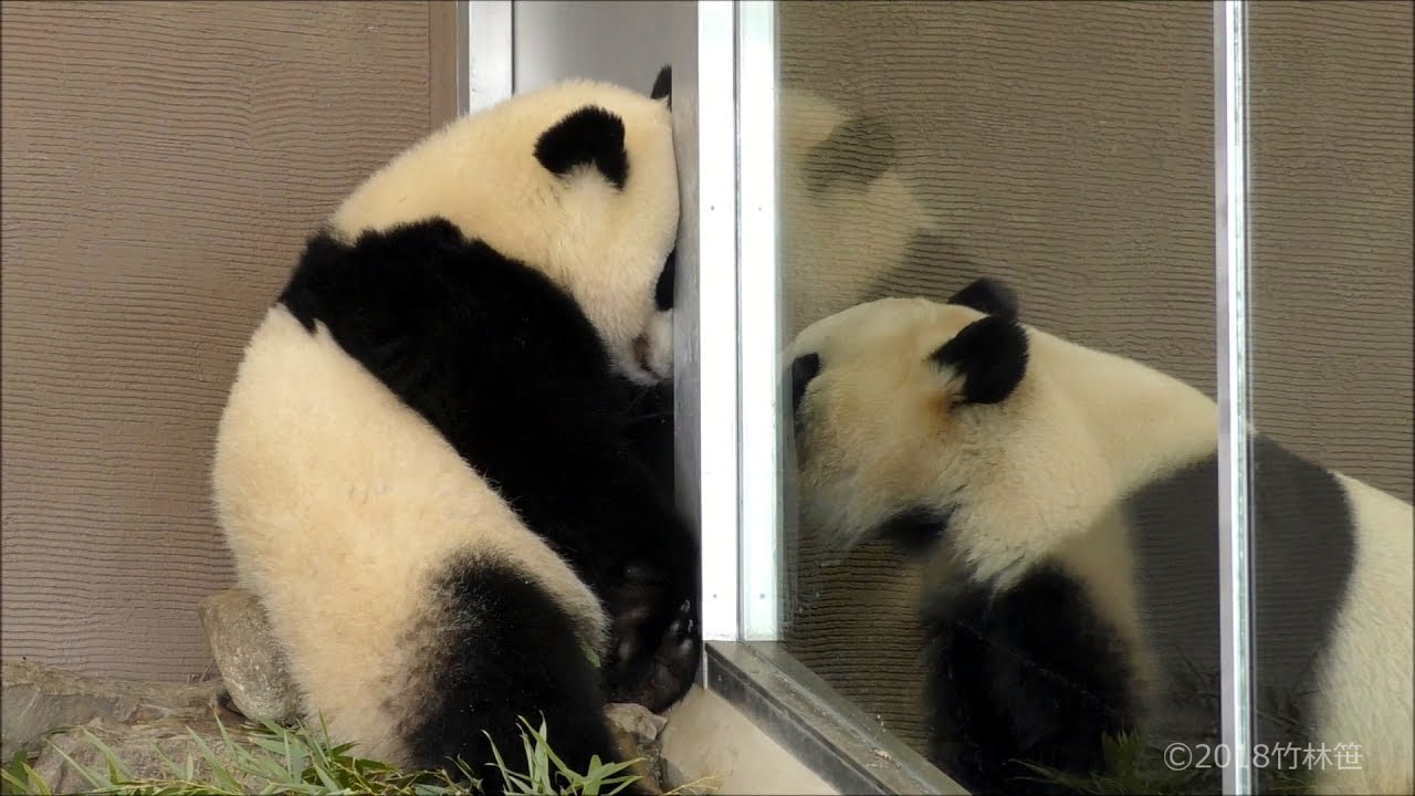 【こっちきて～💕】結浜の熱視線✨🐼桃浜が来てくれたよ🍑💕【姉妹パンダ】Giant Panda -Yuihin&Touhin-☆