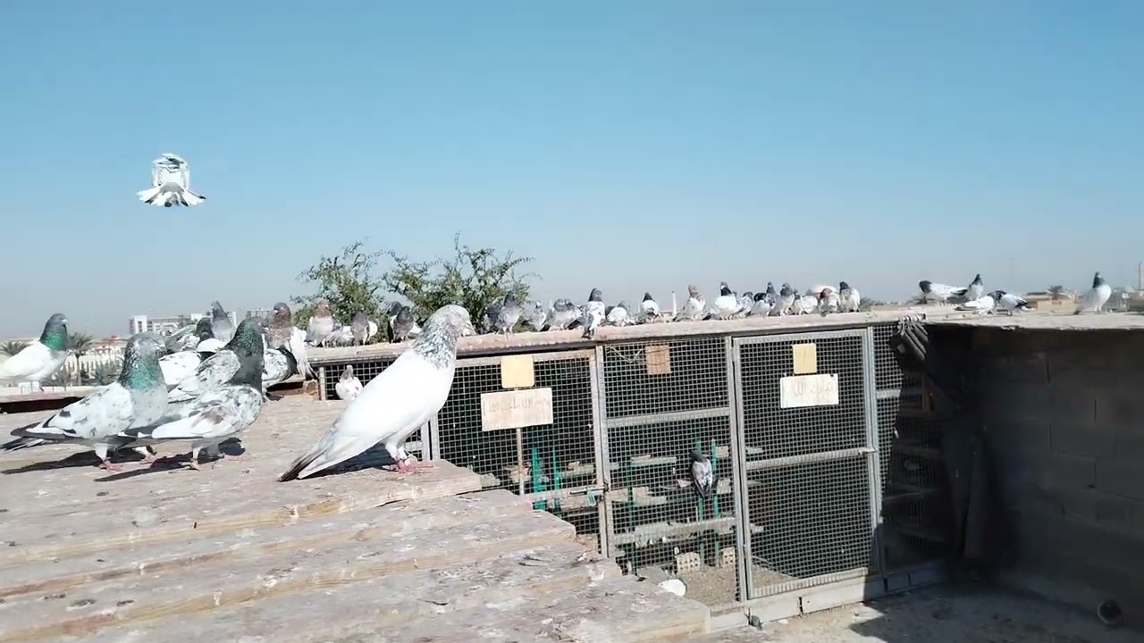 شلون تصيطر ع حربك