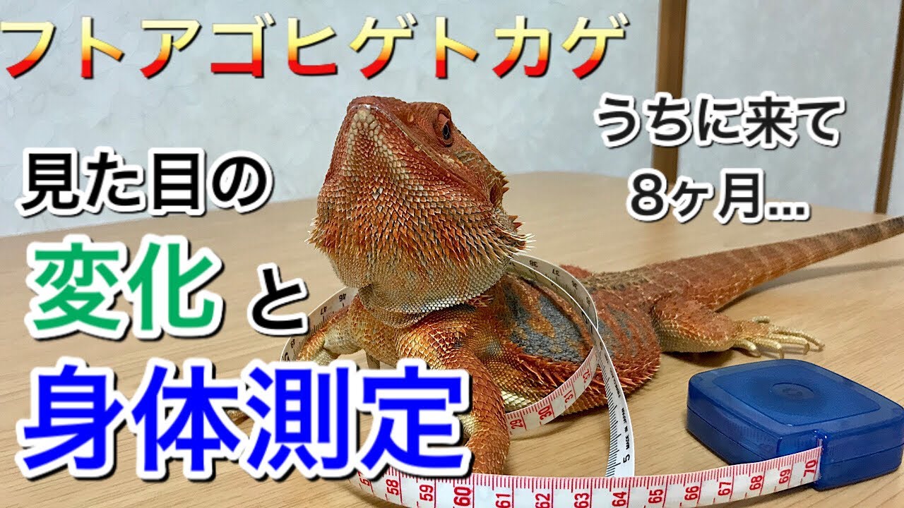 フトアゴヒゲトカゲ　お迎えから8ヶ月　見た目の変化と身体測定