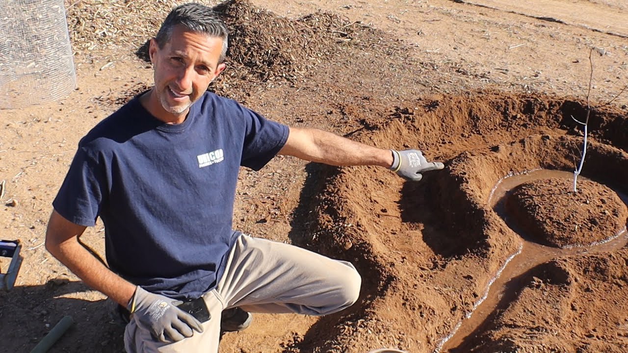 DFV | Planting Jujube Trees