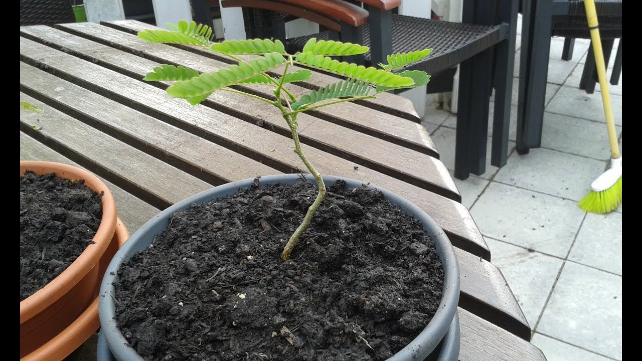 die Mimose - Teil 2
