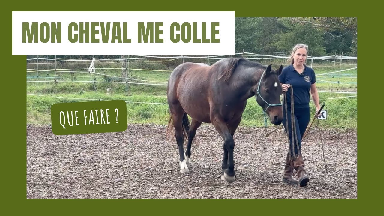 Cheval collant ? Comment lui apprendre à respecter ton espace
