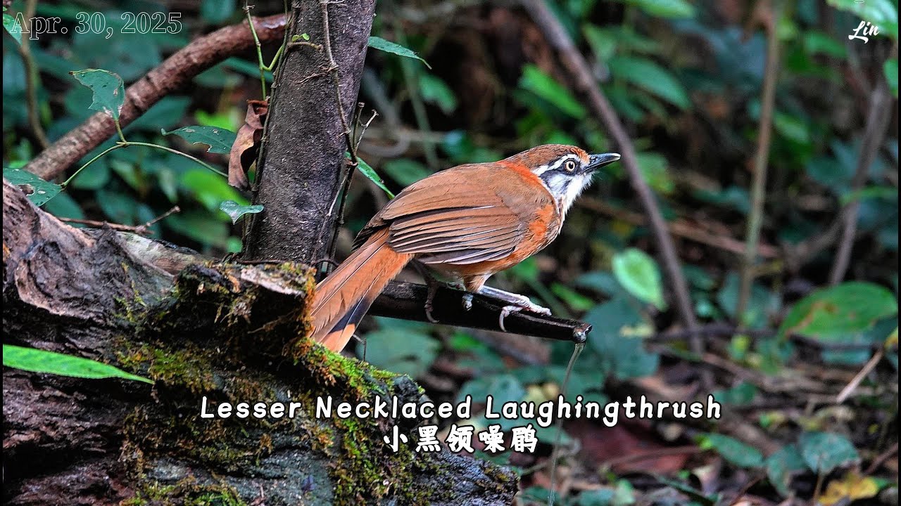 Lesser Necklaced Laughingthrush