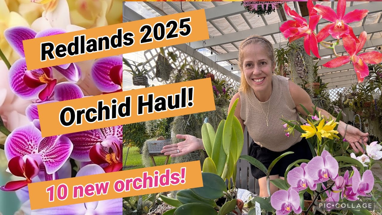 10 New Orchids! 2025 Redlands Orchid Festival Haul! Quality Plants! Wishlist achieved! 