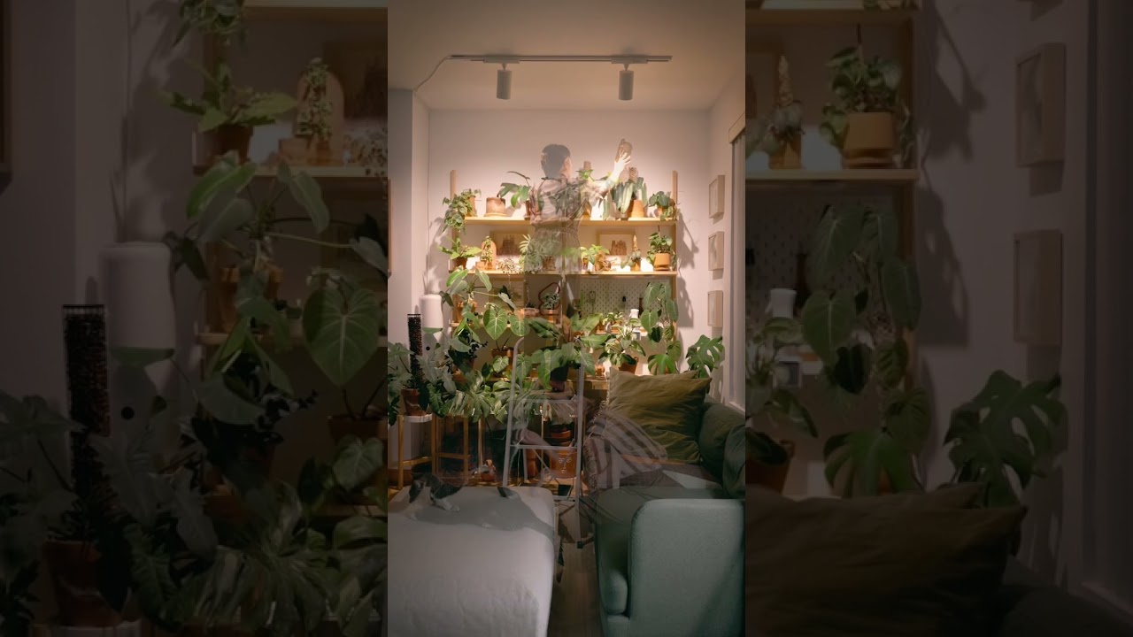 Slow routine in the Feline Jungle #indoorjungle