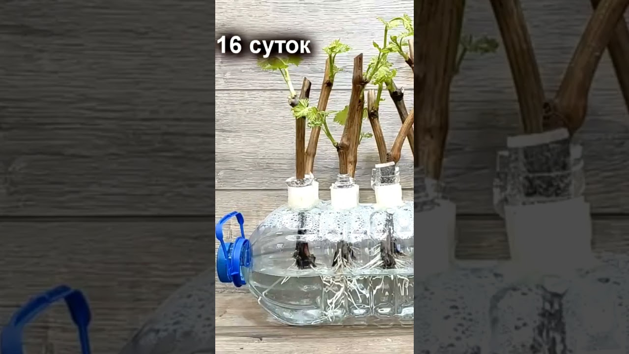 🍇 Потрясающее Укоренение Винограда в пятилитровой бутылке.