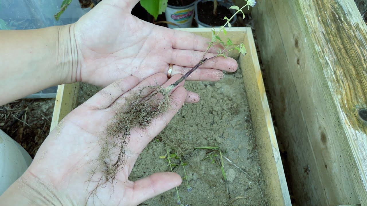 Propagating Anise Hyssop From Cuttings