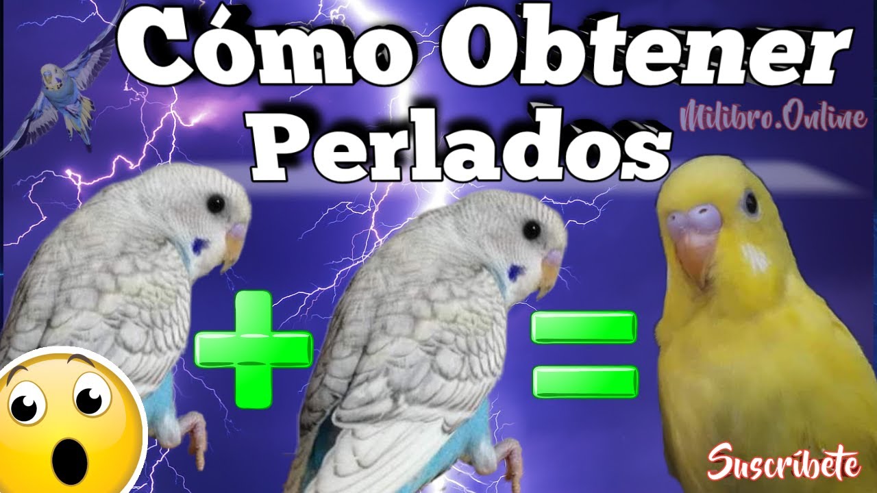 Conseguir Periquitos Perlados  🦜 Como Trabajar La Mutación