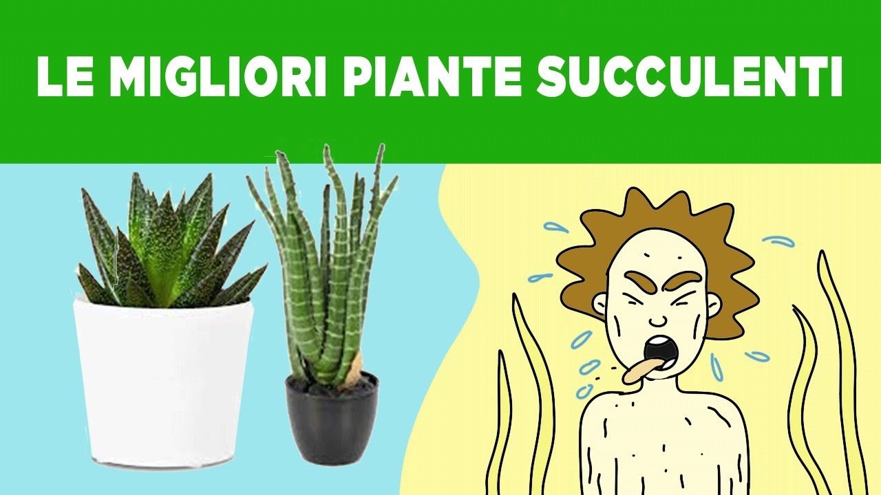 - LE MIGLIORI PIANTE SUCCULENTI -