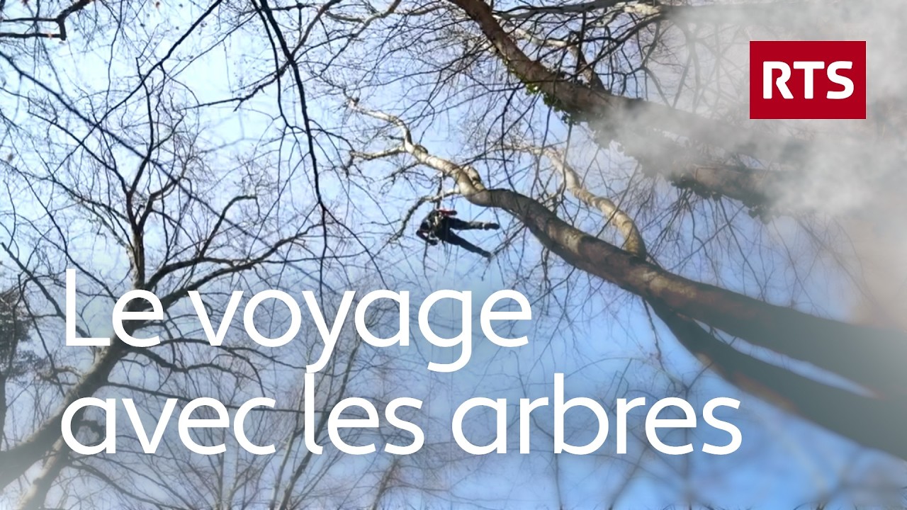 Ils traversent une for&ecirc;t par la canop&eacute;e, sans poser pied &agrave; terre et en campant dans les branches